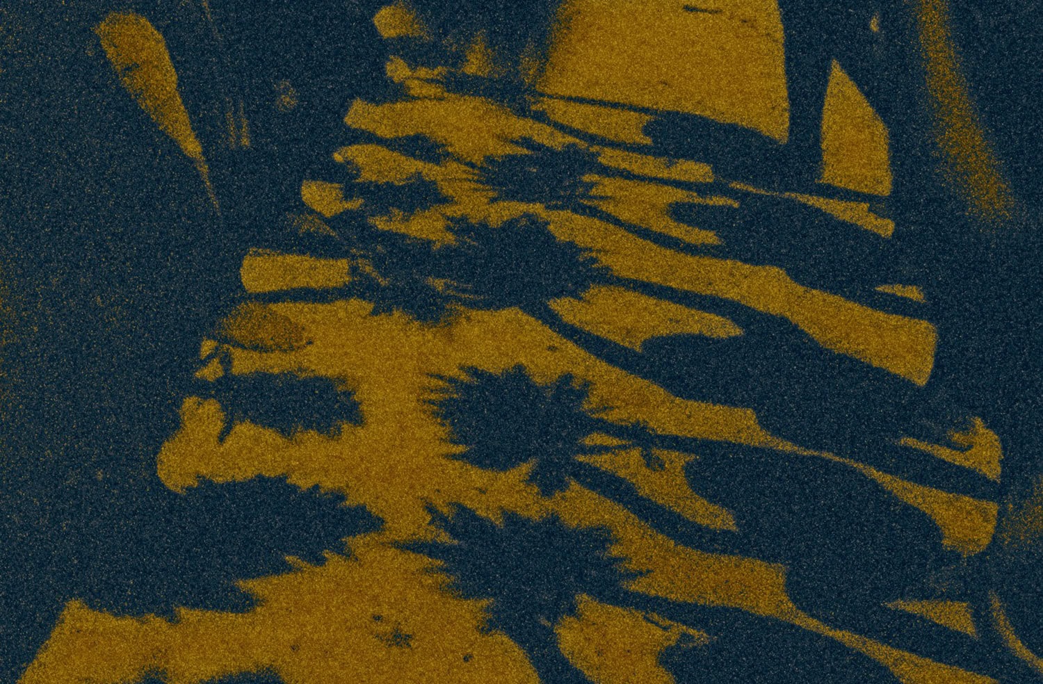 The Memory of Butterflies